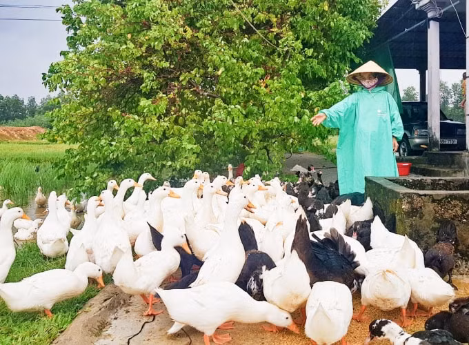 Được vay vốn chương trình hộ cận nghèo NHCSXH Cẩm Xuyên, gia đình bà Trần Thị Kỳ, xã Cẩm Sơn đầu tư phát triển chăn nuôi.