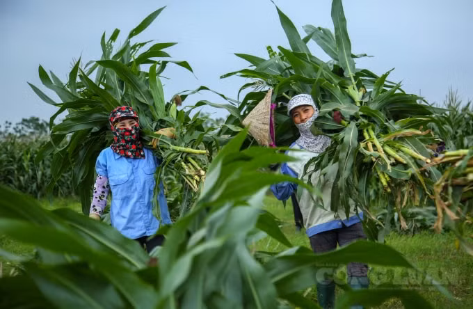 Năng suất thu được trung bình khoảng 38,7 tấn cây tươi/ha, giá bán khoảng 800 đồng/kg tươi, người sản xuất có thể thu về hơn 30 triệu đồng/ha. Với sự phát triển mạnh cả về số lượng và chất lượng chăn nuôi gia súc như hiện nay, trồng ngô sinh khối sẽ góp phần bảo đảm nguồn thức ăn thô xanh cho chăn nuôi.