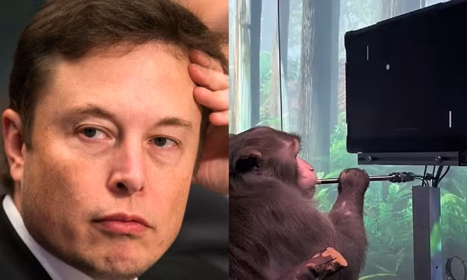 cong ty chip nao cua elon musk bi to nguoc dai khi hinh 1