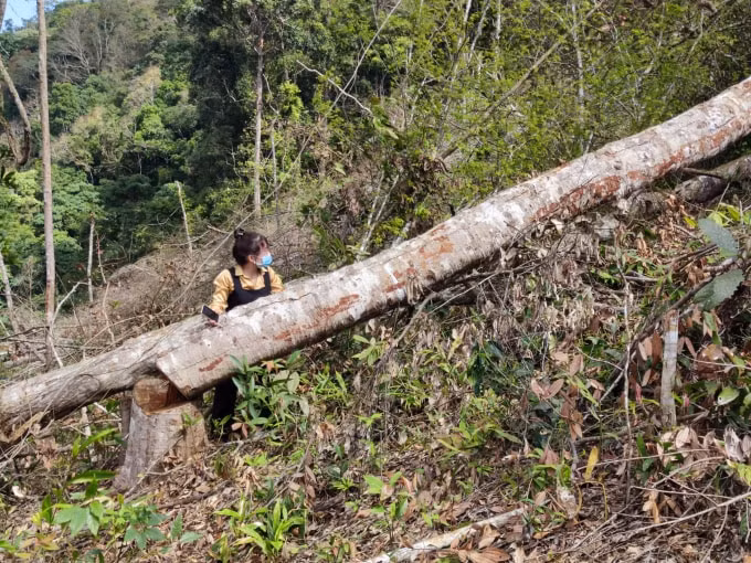 kon tum khoi to vu an pha rung o xa mang canh hinh 1