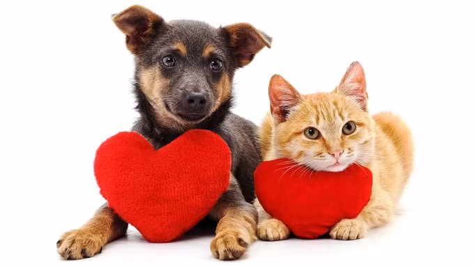 nhung con so thu vi ve ngay valentine hinh 2