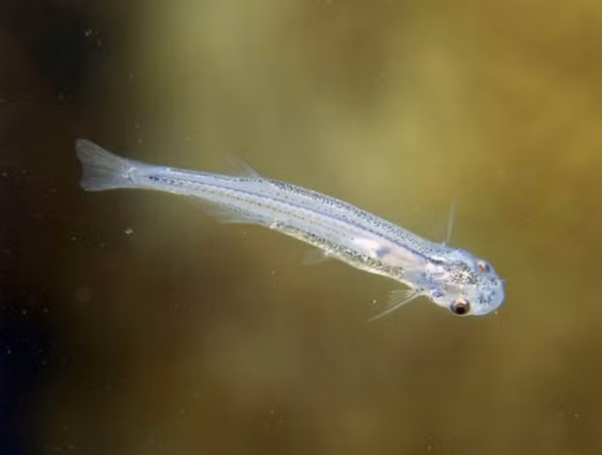 top 10 dieu bi an trong rung amazon khien ban ngac nhien hinh 6