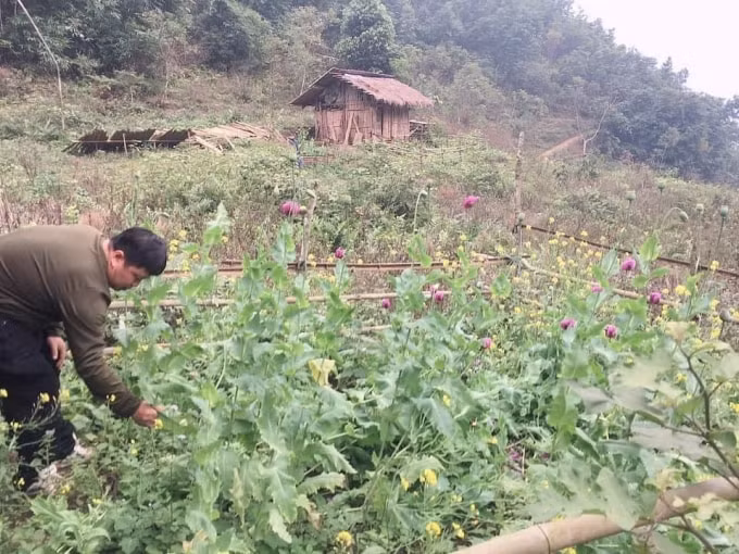 lien tiep phat hien hang tram cay thuoc phien trong trai phep o cao bang hinh 1