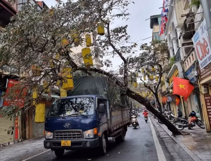 ha noi cay xanh bat goc de trung xe tai tren pho hinh 1