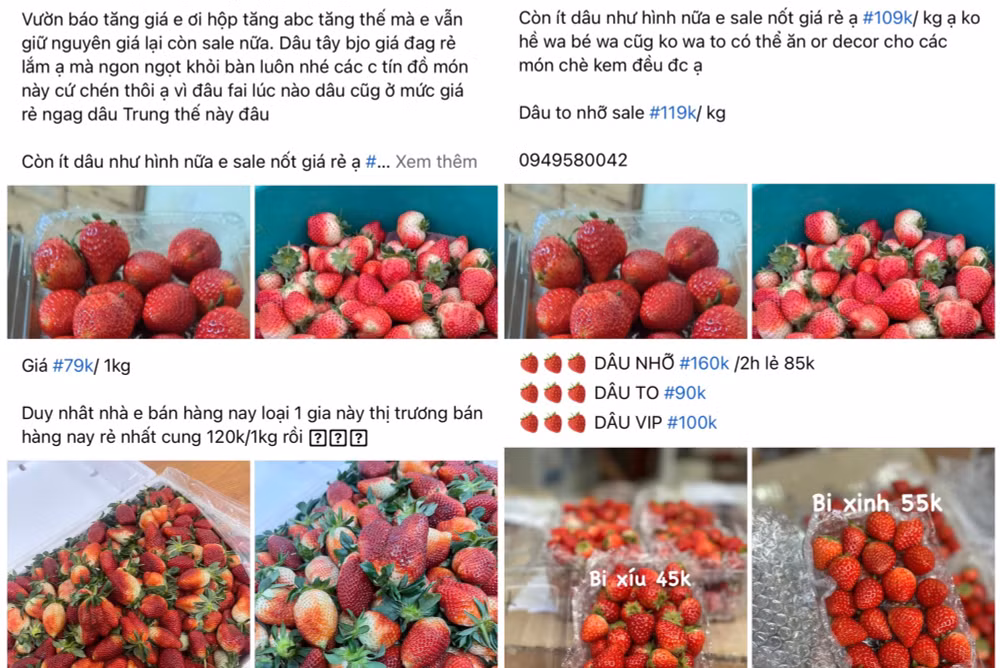 can trong voi dau tay trung quoc gan mac moc chau tra tron thi truong hinh 2