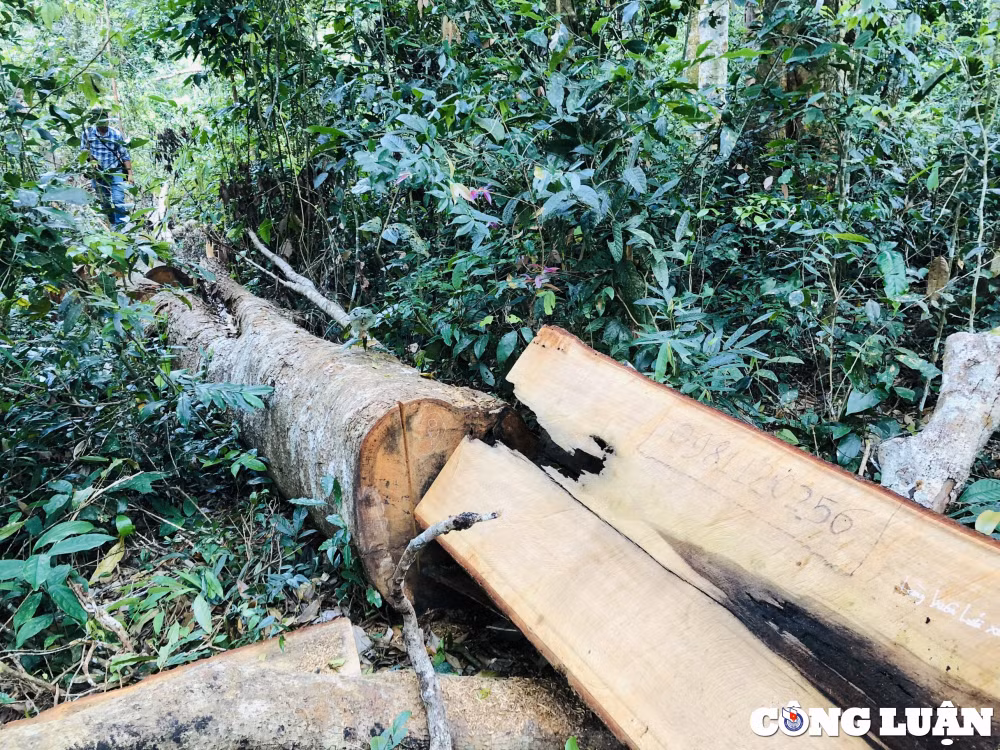 hang loat cay rung bi cua ha ngon ngang o gia lai dang cung co ho so de khoi to hinh 2