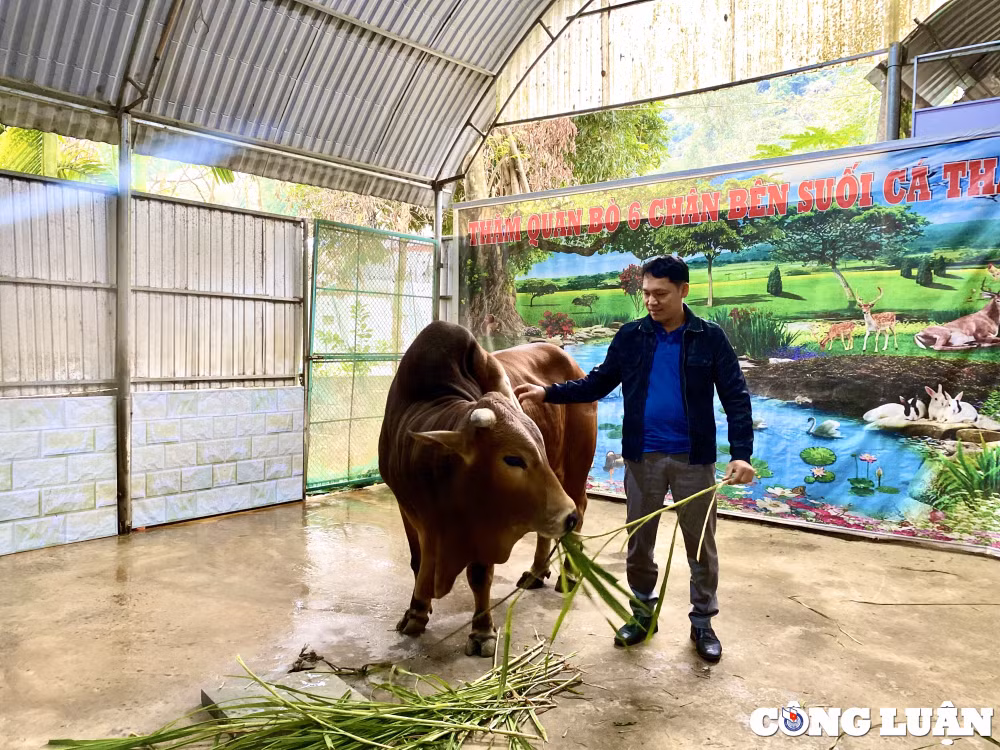 doc la con bo co 6 chan 2 duoi o thanh hoa hinh 1
