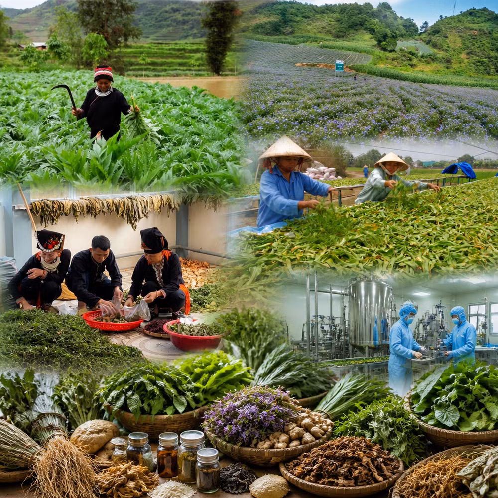 chien-luoc-phat-trien-nganh-duoc-tai-lao-cai-den-nam.png
