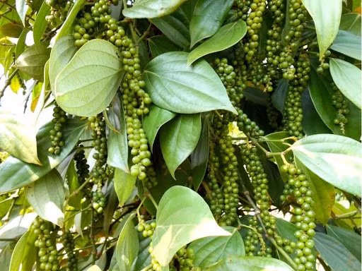 Giá hồ tiêu hôm nay đồng loạt tăng tại các địa phương, vượt mốc 54.000 đồng/kg. Ảnh minh họa.