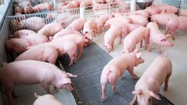 Giá heo hơi hôm nay 11/10 duy trì đà giảm tại nhiều tỉnh, thành trên cả nước. Ảnh minh họa.