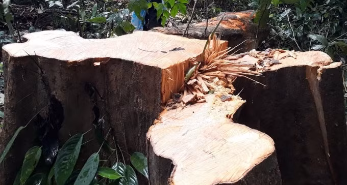 Gỗ lâu năm ở tiểu khu 774 bị lâm tặc triệt hạ. Ảnh: V.B