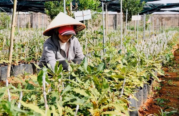 Dự án trồng cây mắc ca tại Hướng Hóa - một trong những lý do chính khiến nhiều lãnh đạo huyện này, trong đó có ông Định bị kỷ luật - Ảnh: QUỐC NAM