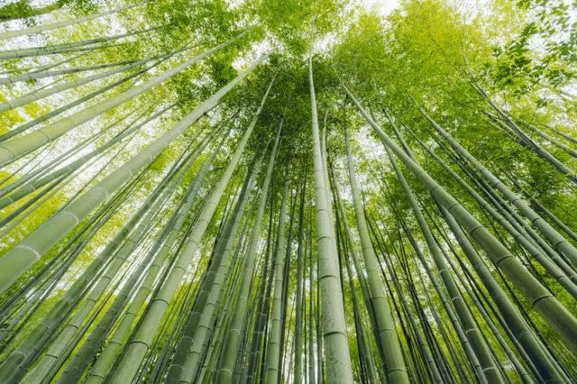 Rừng tre Arashiyama yên tĩnh ở Nhật Bản. Ảnh: Internet