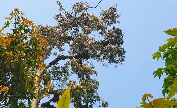 Đường đua có độ cao lên đến 1.222 m so với mặt nước biển, chạy xuyên qua rừng già Y Tý đang vào mùa hoa đỗ quyên nở rộ. Ảnh: Báo laocai