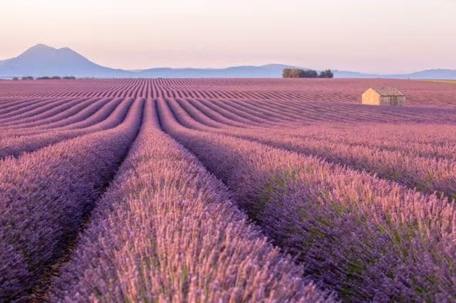 Những cánh đồng hoa oải hương chạy dài bất tận đã biến Provence trở thành một trong những địa điểm đẹp nhất ở Pháp. Ảnh: Internet