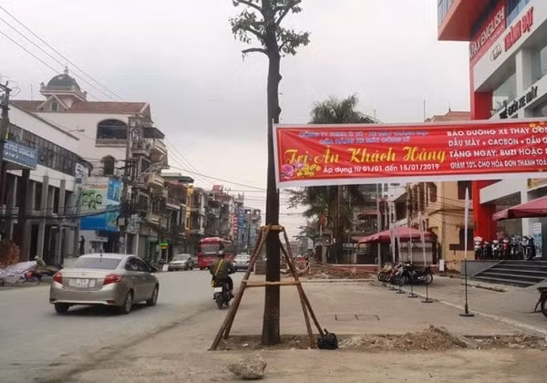 Dự án chỉnh trang tuyến phố Quang Trung (Uông Bí) trồng cả cây xuống dưới lòng đường. Một trong nhiều dự án tại Uông Bí do Công ty TNHH Thanh Thảo Quảng Ninh làm nhà thầu (Ảnh Cường Vũ)
