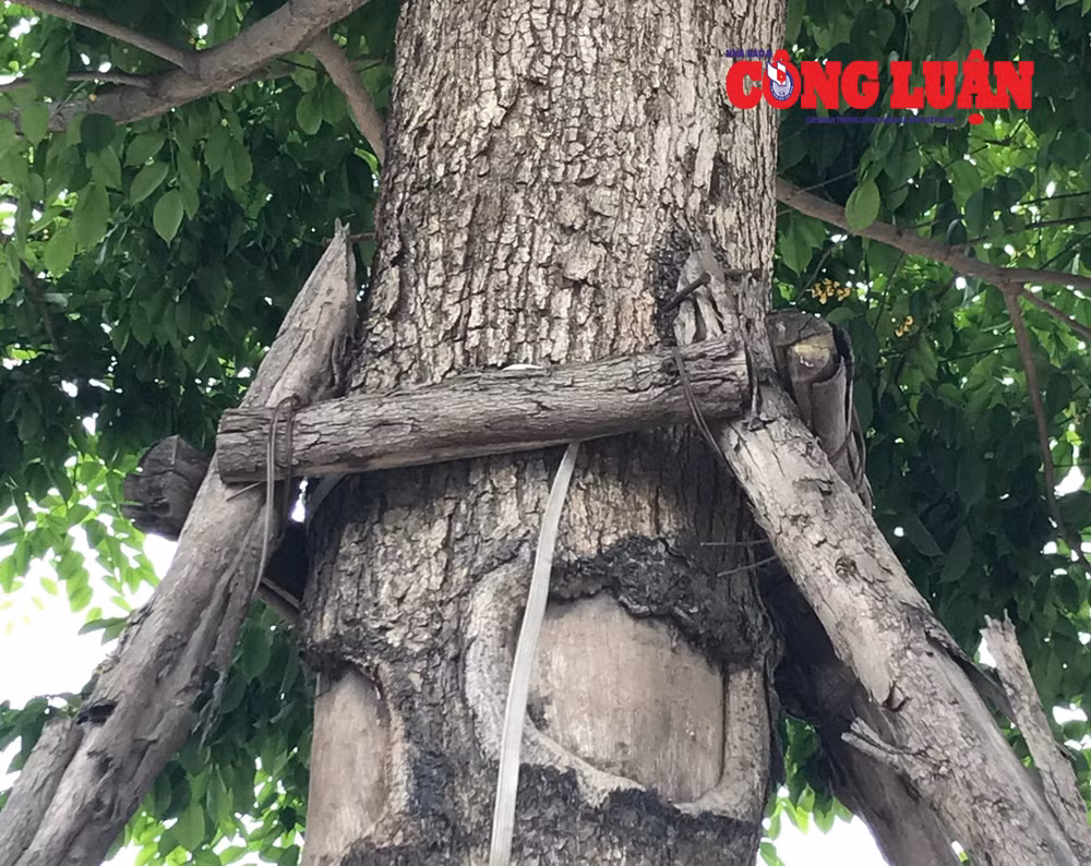 Cây xanh trên đường Võ Chí Công bị đóng rất nhiều đinh vào thân