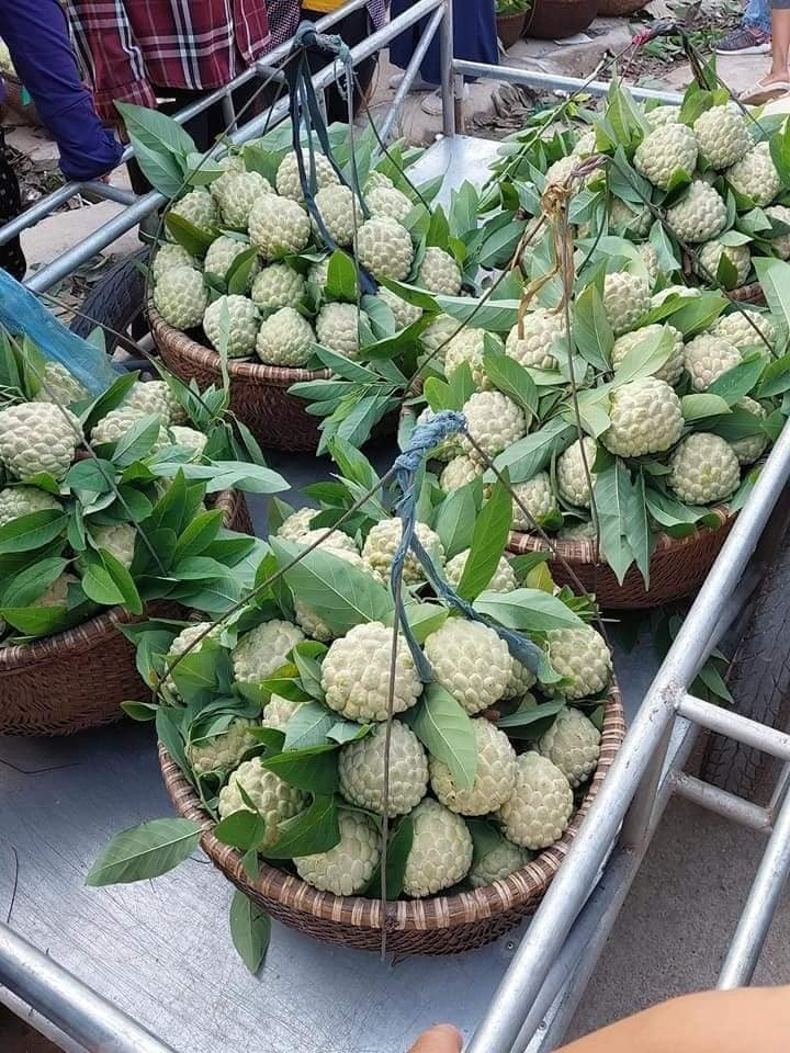 Ngày 28/6/2024, chỉ dẫn địa lý “Na Lạng Sơn” được Cục Sở hữu trí tuệ cấp giấy chứng nhận. Ảnh: KHB na-dai.jpg