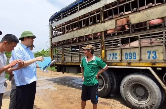 Ông Lê Đức Giang, Phó Chủ tịch UBND tỉnh Thanh Hoá kiểm tra điểm tập kết, buôn bán vận chuyển lợn tại thành phố Thanh Hoá.