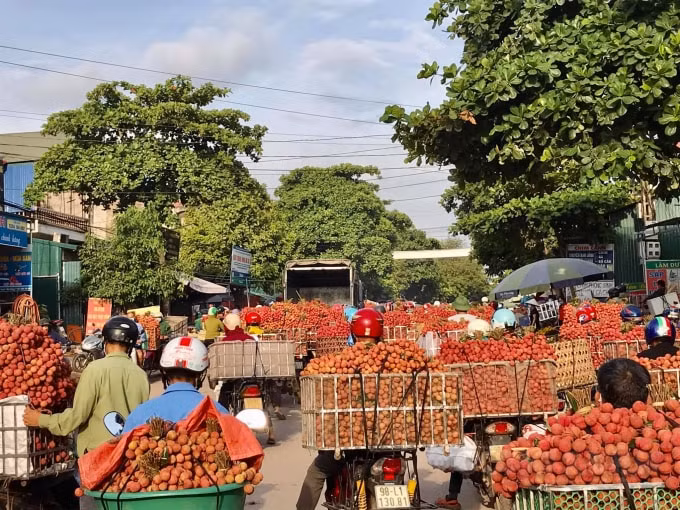 Người dân Bắc Giang hy vọng tiêu thụ hết vụ mùa vải 2021. Ảnh: VQT
