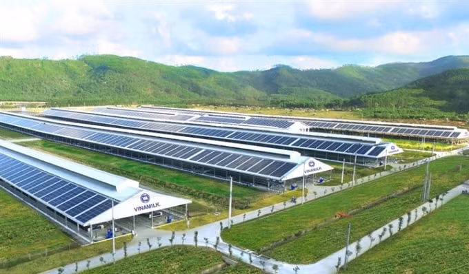 Trang trại Vinamilk Green Farm tại Quảng Ngãi có quy mô đàn bò sữa 4000 con.