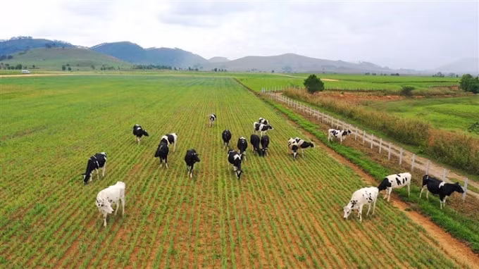 Dự án Tổ hợp trang trại Lao-Jagro có quỹ đất rộng, quy mô khi hoàn thành có thể lên đến 100.000 con