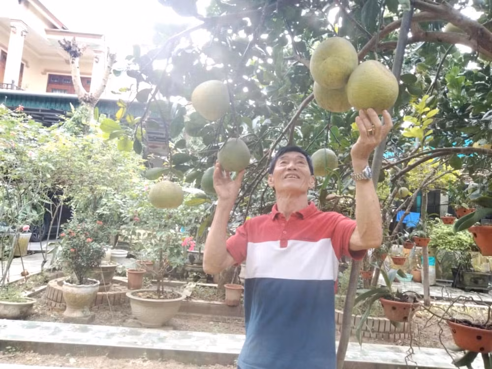 Cựu chiến binh Phạm Công Tác vui vẻ bên vườn bưởi sai trĩu quả – thành quả từ bàn tay cần mẫn và tinh thần lao động miệt mài của người lính cụ Hồ trên quê hương Sơn Giang