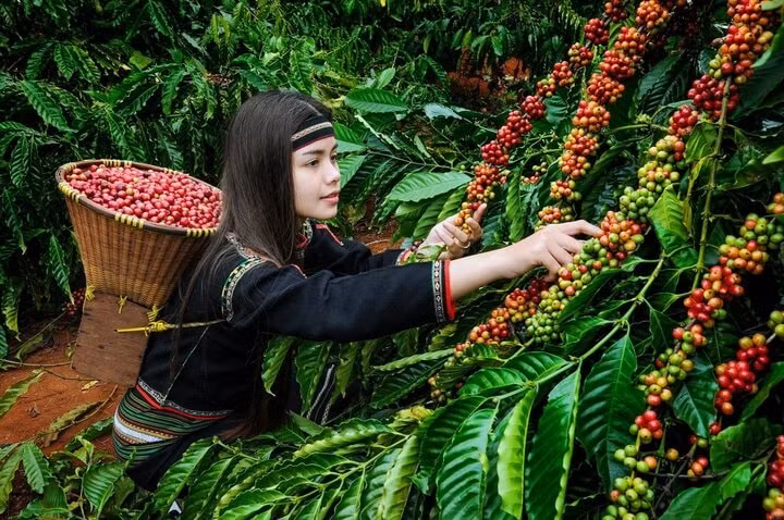 Giá nông sản hôm nay ngày 16/7/2025: Giá cà phê tăng bứt phá