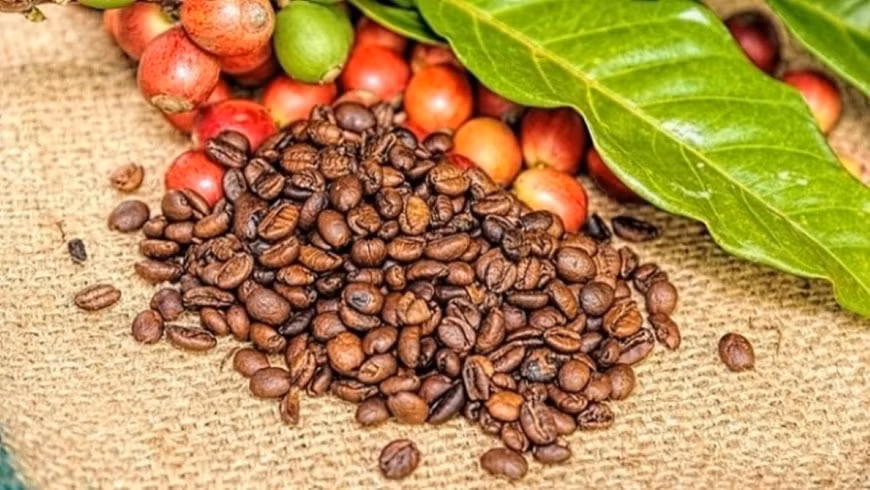 Giá nông sản hôm nay 13/10/2025: Đi ngang chờ tín hiệu mới