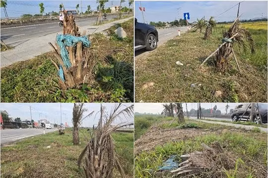 Cây xanh chết la liệt nhìn rất phản cảm khi bước chân vào thành phố trực thuộc trung ương.