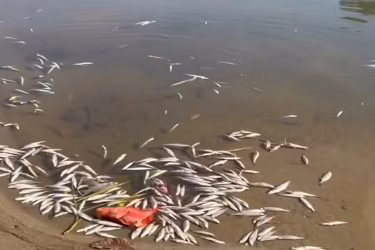 Cá chết trôi dạt vào bờ bốc mùi hôi thối, khiến cả dòng sông bị ô nhiễm.