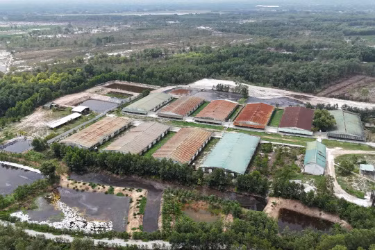 Quảng Trị: Yêu cầu xử lý trang trại heo xả thải trực tiếp ra môi trường