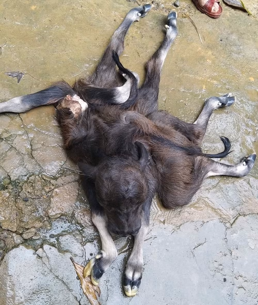 thanh hoa ky la nghe con sinh ra co 8 chan 2 luoi va 3 mat hinh 1