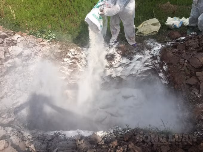 Đàn lợn mắc bệnh được tiêu huỷ thực hiện đúng quy trình đảm bảo an toàn vệ sinh.