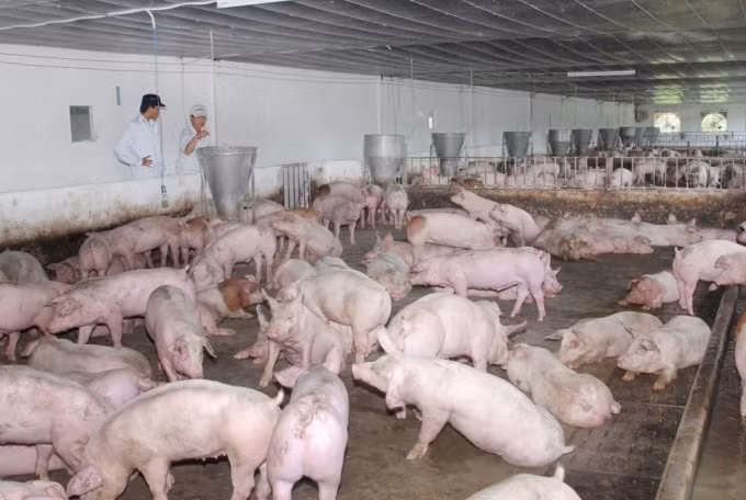 Những ngày qua, các ngành chức năng và địa phương của tỉnh đã tập trung tiến hành công tác dập dịch, không để lây lan ra diện rộng. (Ảnh TL)