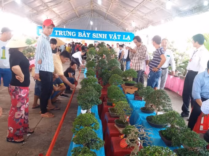 60 sản phẩm Bon sai trong và ngoài tỉnh tham gia đấu xảo. Ảnh: NT