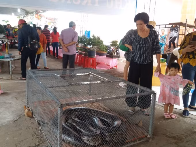 Nhiều con vật cũng được trưng bày. Ảnh: NT