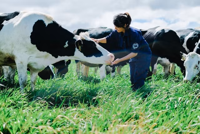 Trang trại bò sữa tiêu chuẩn organic châu Âu đầu tiên tại Việt Namdo tổ chức Control Union của Hà Lan chứng nhận.