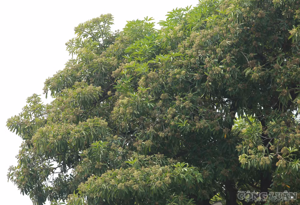 clo_br_6r4a1265.jpg