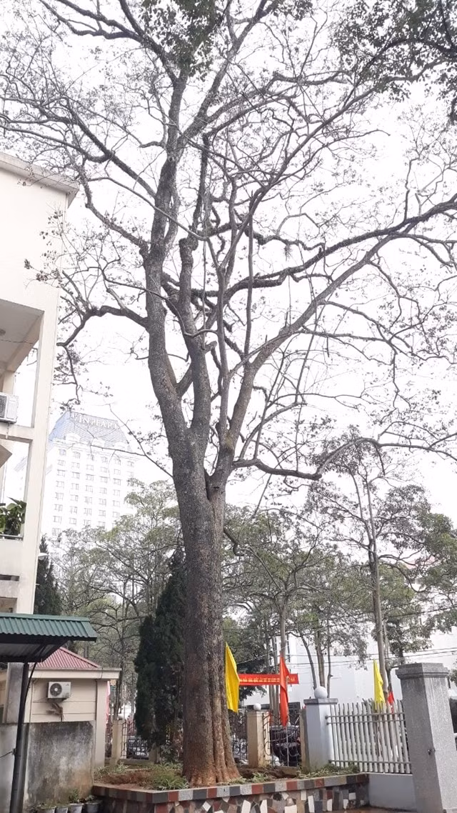Cây sưa giữa khuôn viên hai Sở bị đầu độc.