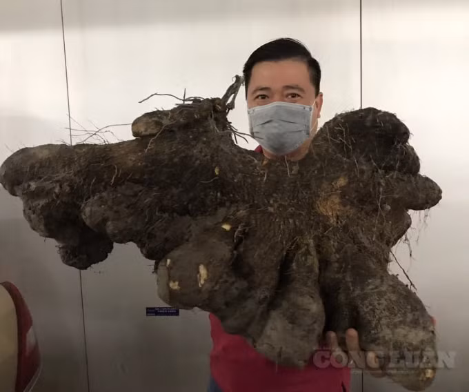 Anh Nghiệp bên củ khoai mỡ 