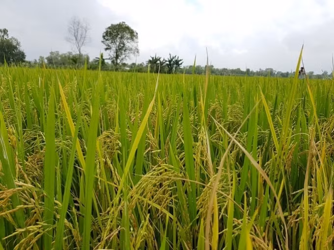 Lúa đông xuân năm 2021 ở trong vùng Đồng bằng Sông Cửu Long đã vượt qua giai đoạn bị hạn, xâm nhập mặn. Ảnh: Hùng Dương