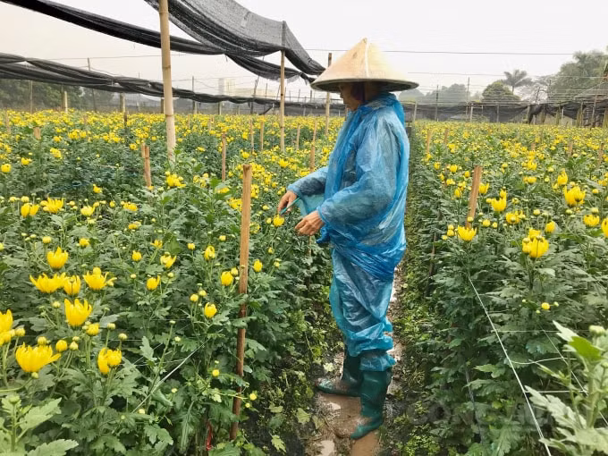 Bác Minh - một người nông dân trồng gần 2 sào hoa cúc cho biết, giá bán hoa cúc cắt tại vườn giao động từ 50.000-100.000 đồng/bó 50 bông. Gần 6 tháng trời chăm bón, chi phí giống phân bón chưa kể công chăm là từ 6-8 triệu đồng/sào; nhưng giá hoa quá rẻ người nông dân chỉ mong gỡ được vốn để làm lại vụ mới