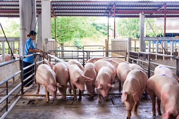Giá heo hơi hôm nay 1/2/2021 dao động từ 80.000 - 84.000 đồng/kg