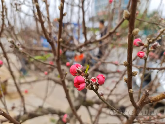 Những cành đào mang về bán đều được dán tem, có mã QR để người dân có thể biết được nguồn gốc xuất xứ