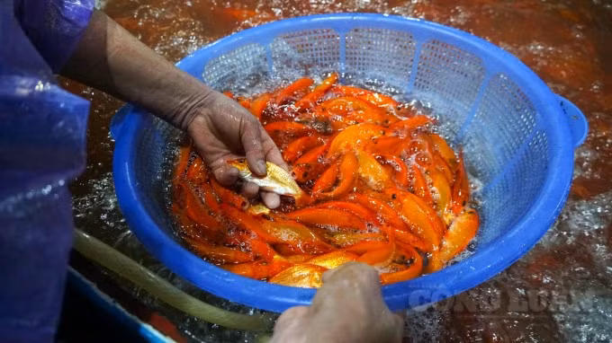 Được biết vào ngày hôm qua, cá chép được bán với giá bán buôn là 130.000đ/kg, bán lẻ là 150.000đ/kg. Tuy nhiên đến sáng nay, giá cá chép đã tăng gấp đôi khi được các tiểu thương bán với giá từ 280.000 – 300.000 đồng/kg. Trung bình cá chép cúng ông Công, ông Táo sẽ bán với giá 30.000 - 50.000 đồng/3 con và có thể hơn.
