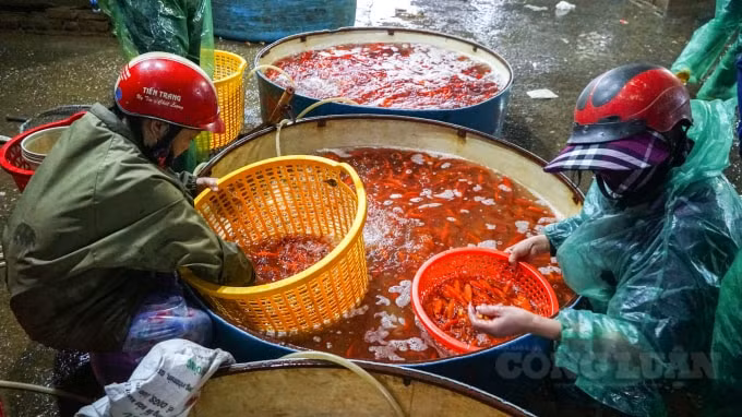 Từ sáng sớm, chợ cá Yên Sở đã rất đông khách ra vào. Hàng chục chiếc xe tải nối đuôi nhau chở cá từ các tỉnh Hà Nam, Phú Thọ, Ninh Bình,... đổ về đây tập kết. Sau đó, các thương lái từ chợ đầu mối nhỏ ở Hà Nội như Ngã Tư Sở, Phú Đô, Dịch Vọng,... sẽ về đây lấy hàng.