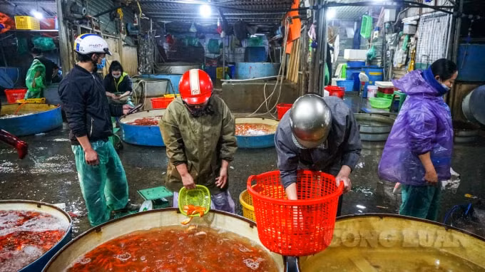 Cá chép đỏ khỏe mạnh, mẫu mã đẹp là loại được người dân và thương lái chọn mua nhiều nhất. Còn lại những loại khác như cá chép tam dương, chép vàng tranh cũng được chọn mua vừa làm lễ cúng, vừa làm cá cảnh.