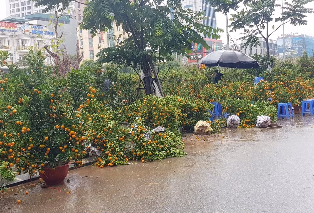 Nhiều cây quất bị ngã đổ trong mưa.