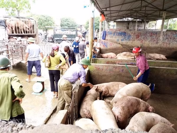 Giá heo hơi hôm nay 9/2 giảm sâu trên toàn quốc, thấp nhất là 74.000 đồng/kg